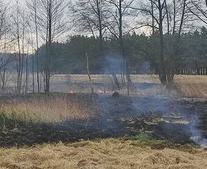 drzewa  i paląca się trawa