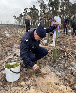 komendant sadzący drzewo