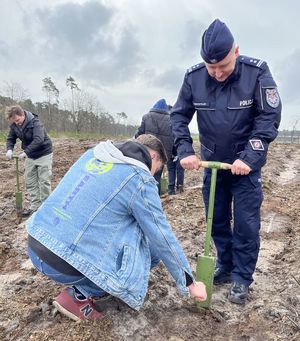 komendant z mężczyzna w dżinsowej kurtce sadzący drzewko