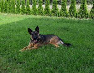 owczarek niemiecki Shira leżący na trawie