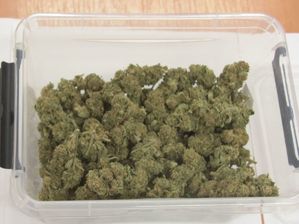 susz marihuany w plastikowym pudełku