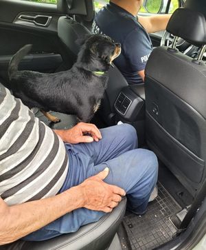 wnętrze radiowozu starszy mężczyzna siedzący na tylnym siedzeniu obok niego czarny piesek za kierownicą policjant