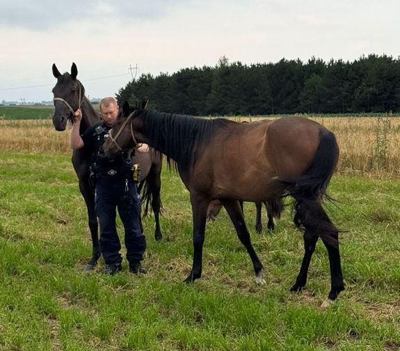 policjant z dwoma końmi na łące