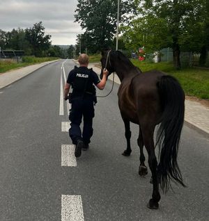 policjant prowadzący ulicą konia