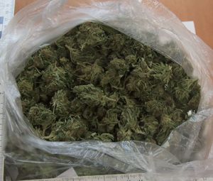 worek z suszem marihuany