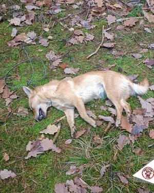 pies na trawie w lesie