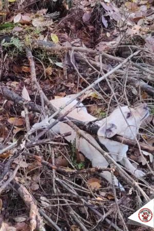 pies schowany pod gałęziami w lesie