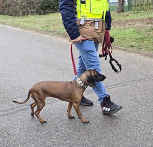 pies z przewodnikiem