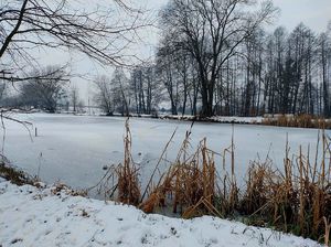 zamarznięty staw wokół drzewa