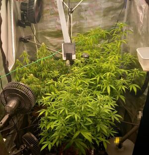 zabezpieczone przez policjantów narkotyki