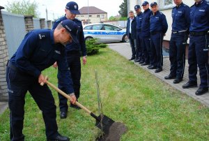 Sadzenie dębu przed budynkiem KMP w Białej Podlaskiej