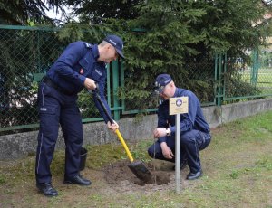 Sadzenie dębu przed budynkiem KPP w Biłgoraju