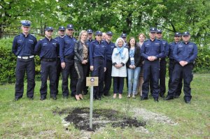 Sadzenie dębu przed budynkiem KMP w Chełmie