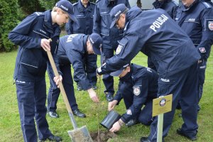 Sadzenie dębu przed budynkiem KPP w Krasnymstawie