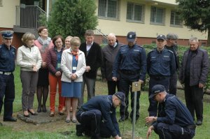 Sadzenie dębu przed budynkiem KPP w Lubartowie