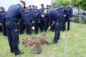 Sadzenie dębu przed budynkiem KMP w Lublinie