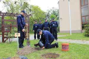 Sadzenie dębu przed budynkiem KPP w Łęcznej