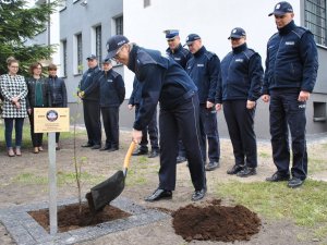 Sadzenie dębu przed budynkiem KPP w Łukowie