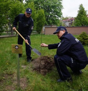 Sadzenie dębu przed budynkiem KPP w Puławach