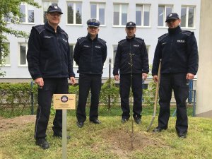 Sadzenie dębu przed budynkiem KPP w Świdniku